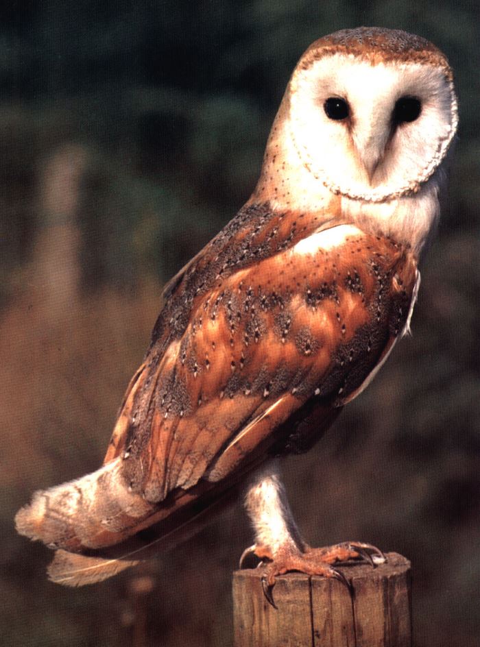 How to attract barn owls